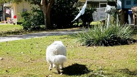 Can A Husky Be Trusted Off Leash?