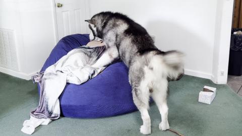 My Dog Nurses Me Back To Health! Watch As He Brings Me Ti...