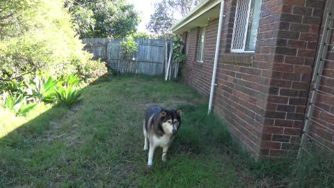 Husky's playing in sunny Queensland