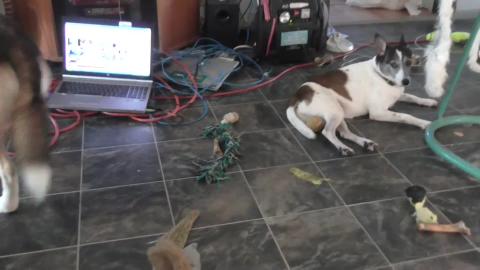 More flees found on poor rescue husky