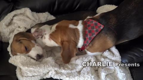  First Month with New Puppy | Cute dogs video