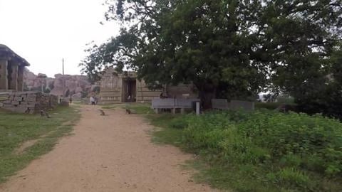 Long Tail Langurs | Hampi