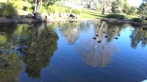 Husky's chase ducks and cool off in the pool