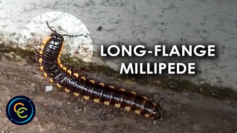 The long-flange millipede looks like it's looking for foo...