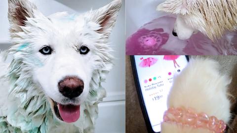 Husky Getting Ready For Valentines Date | Shopping On Ama...