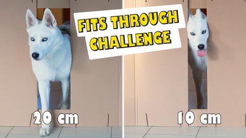 Reducing hole for my Husky! When will he stop?