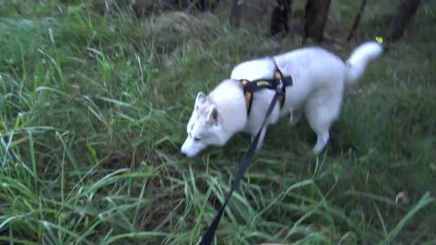 Does your dog flop mid walk My Malamute does.