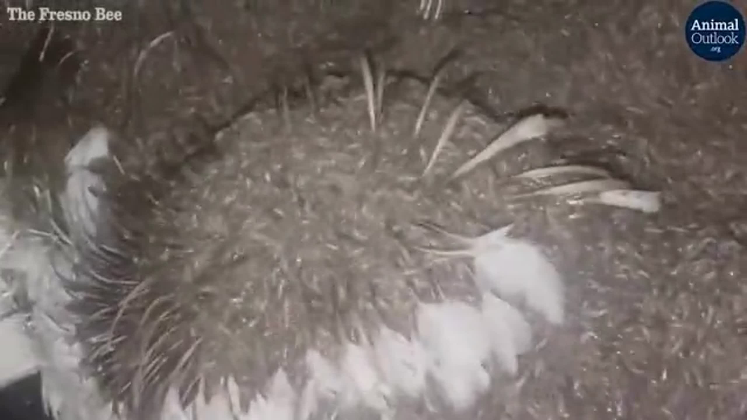 Secret video reveals workers at Foster Farms abusing chickens