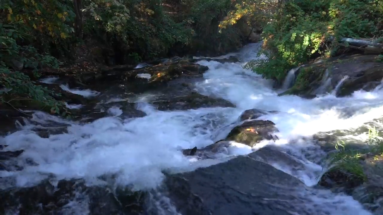 Here’s where and when you’ll see salmon runs in Bellingham Bellingham