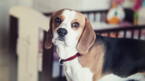 Why Beagles Are the Weirdest (and Best!) Dogs - Funny Fac...