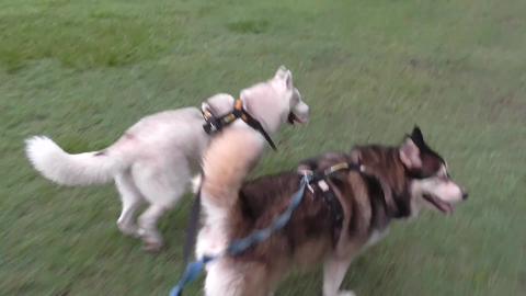 Girl Husky finds water and Boy Husky runs in opposite dir...