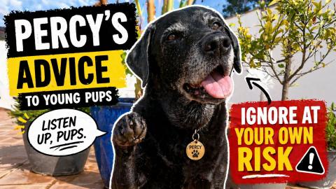 Percy’s Advice to Young Pups - Ignore at Your Own Risk