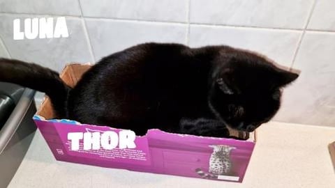 My name is Luna and i love boxes