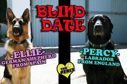 Percy the Labrador has a Blind Date with Ellie the German...