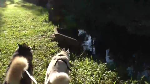 Water Husky & Malamute listening to birds