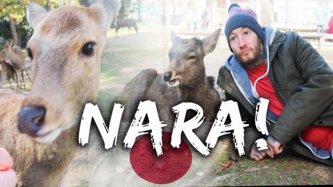 DEER EVERYWHERE! | A Day Exploring Nara | Japan Travel Vl...
