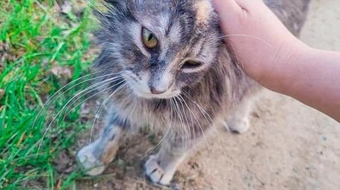 Our New Cat ''Cinderella'' - Mixed Maine Coon