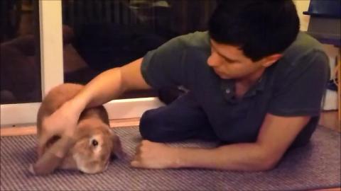 Leyna, My Adorably Cute Pet Bunny Rabbit (Wheelchair user...