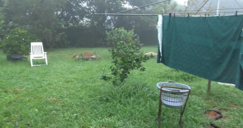 Guinea Pigs will be excited about lettuce