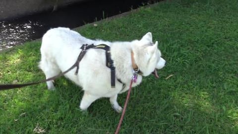 Cute little ducklings in the creek near mums house