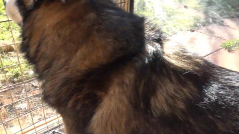 Husky wants fly & Baumr chainsaw quick review