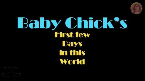 Baby Chick's First Outing on Human Ground