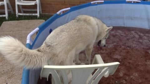 Husky girl helps fill the pool ewww