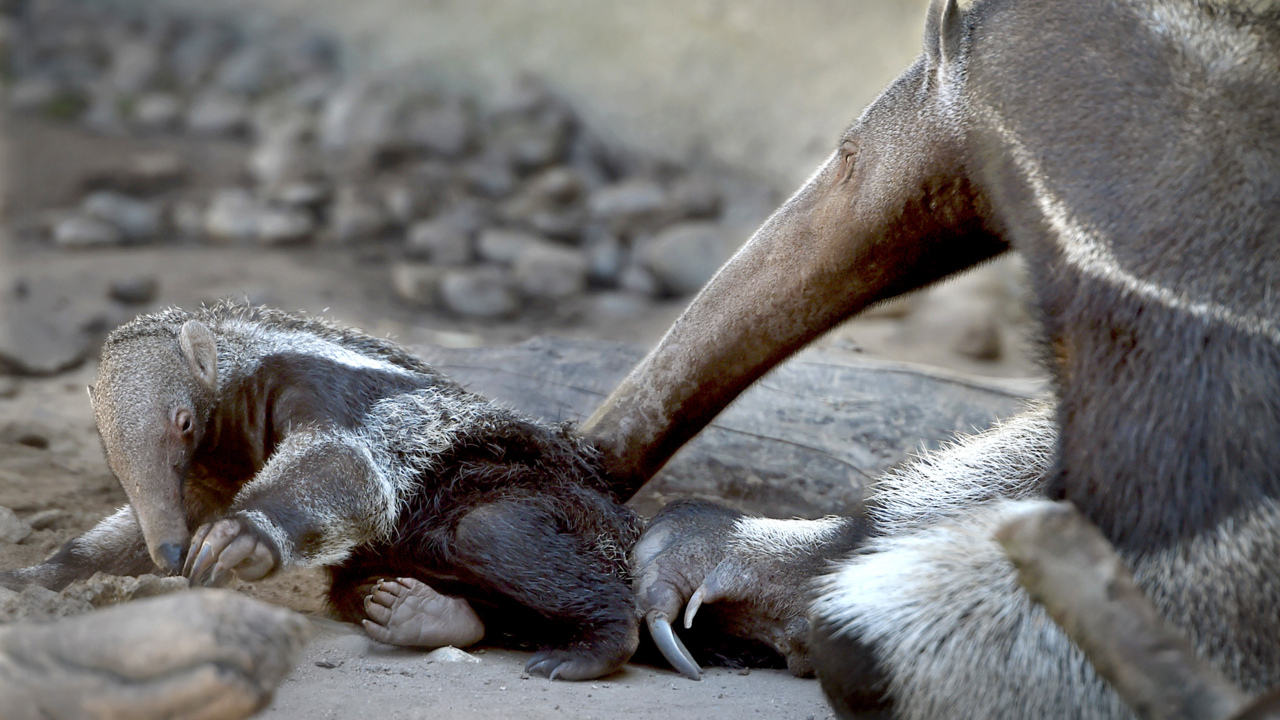 Dogs host Anteaters - Image 39: February 16, 2020: Fresno State