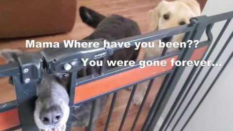 My Dogs Give Me A Sniff Down When I come Home