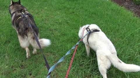 Husky's discover a new park - Nell E Robinson