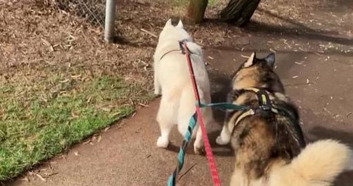 Found a problem using the phone as a camera, can't zoom