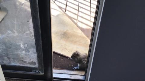 Funny Squirrel  Love animals !!!