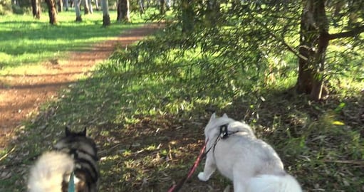 Lots of people out with their doggies & got my Goldie hug...