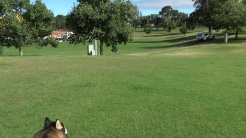 Malamute & Husky want to meet all the circus entertainers...