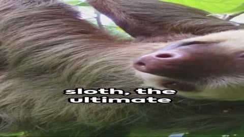 The Slow Sloth