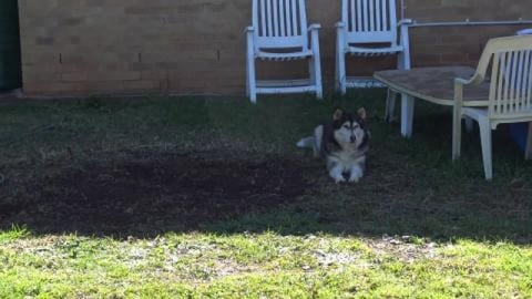 Husky nearly got run over greeting doggo walking past