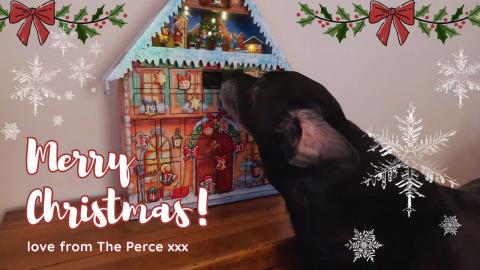 Advent Calender With Percy the Labrador and Princess Puss...