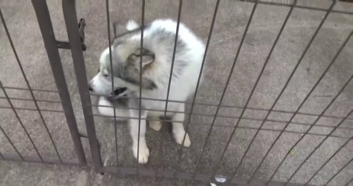 Malamute Moose and it's apparantly bath day for the birds...