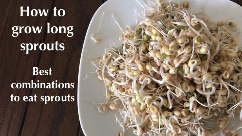 GROW EASILY SPROUT || EAT HEALTHY COMBINATIONS || BY BB C...