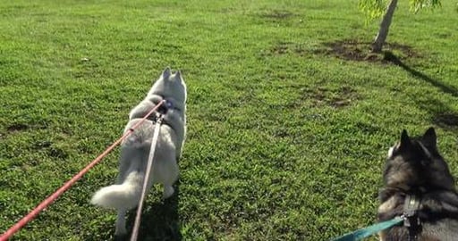 Clearing drains & chasing rabbits