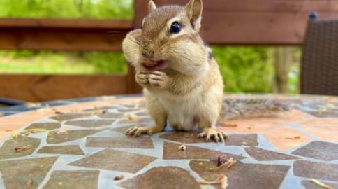 Steve's Breakfast / Chipmunk, Squirrel, Cute Funny Animal...