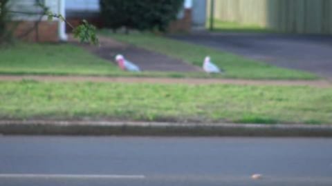 The Australian clown of the bird family (Galah) pay us a ...