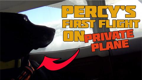 Percy the Black Labrador takes a Flight in a Cessna 172