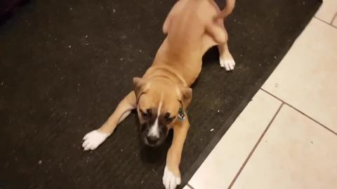 Talking Puppy Wants Bowtie Off Lol Short