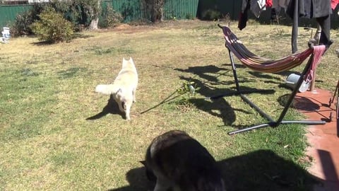 Preparing for the shed, under Husky supervision