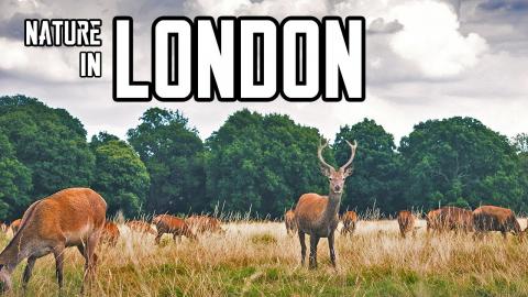 How to Escape London Tourist Places | THE Best Nature and...