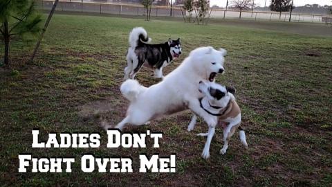 Malamute Tries To Stop Husky From Getting Attacked At The...