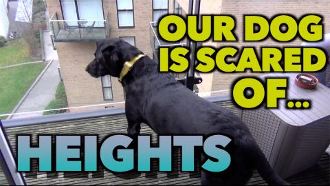 Percy's Last Visit to London to Say Goodbye to his Mates ...