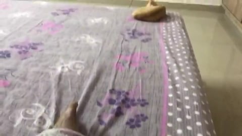 My Pets Tedy & Gify Romantic fight ...