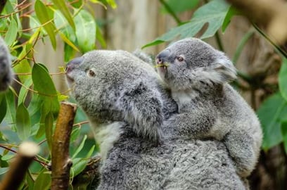 Animal camera | take a look at this very cute baby koala